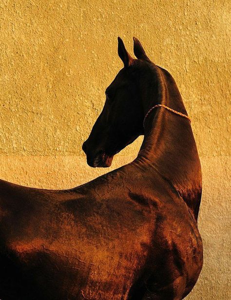 Akhal Teke, Tableau Art, Wild Horse, Arte Inspo, Horse Photography, Horse Art, Zebras, Painting Inspiration, Animal Art