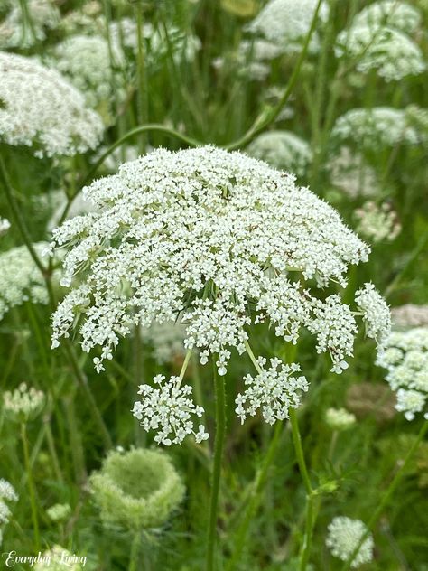 How To Plant Carrots, Cream Tattoo, Queen Anne's Lace Flowers, Flower Identification, Garden Plans, Spring Pastels, Tattoo Cover, White Garden, Queen Annes Lace