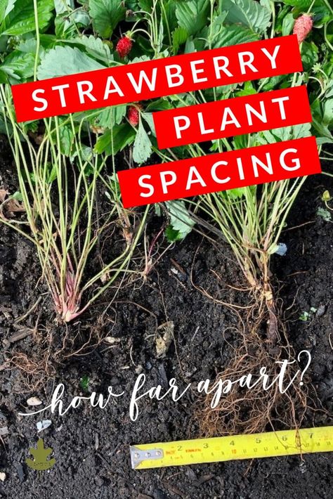 Strawberry plant spacing tips - how far apart to plant your strawberry plants - i love growing strawberries in my garden! #strawberry #garden #gardening #strawberries #fruitgarden #easygardening #perennials #edible When To Plant Strawberries, Plant Strawberries, Garden Strawberry, Strawberry Beds, Strawberry Plant, Berry Garden, Urban Homestead, Strawberry Garden, Growing Strawberries