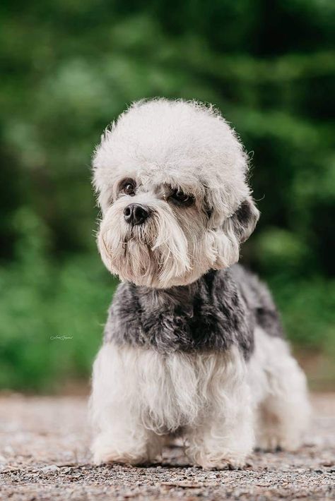 Breed ➡️ Dandie Dinmont Terrier From Kennel "DАRIANT" 🇷🇺 🐶 3 years old . IDS Brno 2021 DARIANT QUEST FOR SUCCESS aka Mr. T - 29.09.2021 CAC. CACIB. BOB!!!! 30.09.2021 terrier Specialty CAC.CC. Specialty Winner!! BOS.!!! 01.10.2021 1ex. CAC . #wdogsintheworld #dandiedinmontterrier Dandie Dinmont Terrier, Dog Breeds Pictures, Every Dog Breed, All Breeds Of Dogs, Disabled Dog, Animal Fun, Mr T, Terrier Breeds, Animal References