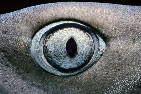 Eye of Whitetip Reef Shark (Triaenodon obesus), Cocos Island, Costa Rica - Pacific Ocean. Whitetip Shark, Fish Types, Leopard Shark, Types Of Sharks, Shark Skin, Eye Close Up, Shark Bait, Cocos Island, Reef Shark