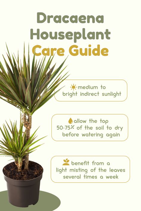 Dracaena Plant Types, Draceana Plants, Dracena Plant Care, Corn Plant Indoor Care, Corn Plant Care, Dracaena Care, Dracaena Plant Care, Dracena Plant, Dragon Plant