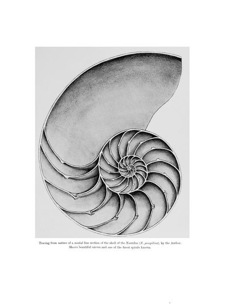 Design in nature illustrated by spiral and other arrangements in the inorganic and organic kingdoms as exemplified in matter, force, life, growth, rhythms, &c., especially in crystals, plants, and animals : Pettigrew, James Bell, 1834-1908 : Free Download, Borrow, and Streaming : Internet Archive Rhythm In Nature, Parametric Design, Book Box, Text Design, Internet Archive, Original Image, Drawing Reference, Pattern Design, Crystals