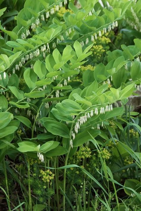 more info: www.missouribotanicalgarden.org/PlantFinder/PlantFinderDetails.aspx?kempercode=e750 | www.prairiemoon.com/polygonatum-biflorum-solomons-seal-prairie-moon-nursery.html | plants.ces.ncsu.edu/plants/polygonatum-biflorum/ Polygonatum Biflorum, Prairie Nursery, Wild Foraging, Blue Berries, Solomons Seal, Plant Delivery, Rain Garden, Native Garden, Woodland Garden