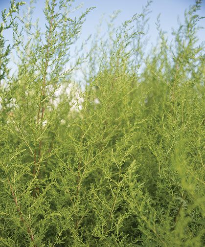 Growing Sweet Annie (Artemisia annua) | Johnny's Selected Seeds Flowers From Seed, Artemisia Annua, Peppermint Plants, Sweet Annie, Full Sun Plants, Fragrant Plant, Sun Plants, Starter Plants, Annual Flowers