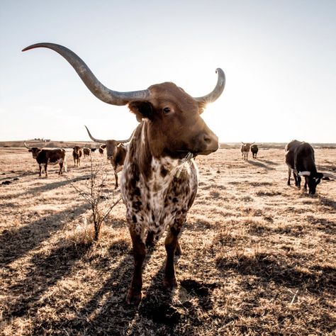 Texas longhorn cow photo or canvas print. Longhorn cattle | Etsy Texas Longhorn Cow, Cowboy Photography, Country Backgrounds, Western Photo, Longhorn Cattle, Cow Photos, Longhorn Cow, Western Photography, Logo Minimal