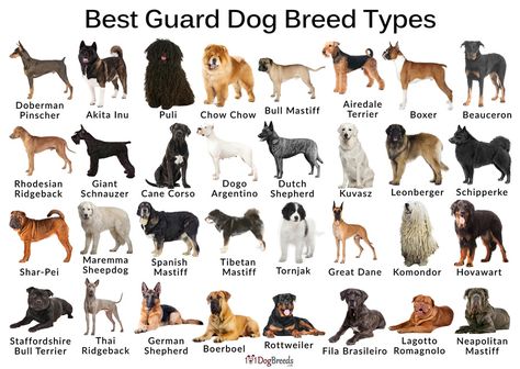 Best Guard Dog Breeds, Dog Breeds Chart, Guard Dog Breeds, Dog Design Art, Dog Breed Names, Hypoallergenic Dog Breed, Protective Dogs, Best Guard Dogs, Dog Breeds List