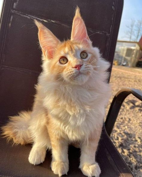 Maincoon Kitten, Kittens For Adoption, Kitten Adoption, Adoption, Kittens, Quick Saves