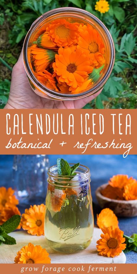 Calendula is a beautiful edible and medicinal flower. The orange color of the flowers make for a lovely calendula iced tea in the spring! Herbal Iced Tea, Iced Herbal Tea, Tea Homemade, Flower Recipe, Calendula Tea, Herbal Drink, Tea Blends Recipes, Iced Tea Recipe, Edible Flowers Recipes