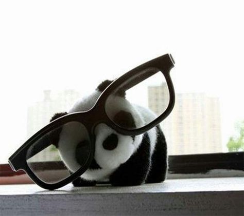 Mr.Peabody? Panda Images, Panda Lindo, Big Sunglasses, Panda Love, Baby Panda, Wearing Glasses, Cute Panda, Panda Bear