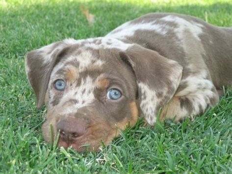 10 Reasons Why You Should Never Own Catahoula Leopard Dog | Page 3 of 4 | The Paws Prettiest Dogs, Catahoula Leopard Hound, Catahoula Puppies, Louisiana Catahoula Leopard Dog, Catahoula Leopard, Catahoula Leopard Dog, Leopard Dog, Terrier Mix Dogs, American Pit Bull Terrier