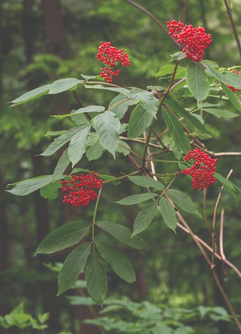 Sambucus racemosa - red elderberry - edible! - Pacific Northwest Native Plant Profiles | Real Gardens Grow Natives Pnw Landscaping, Northwest Native Plants, Elderberry Shrub, Elderberry Plant, Twig Dogwood, Sambucus Nigra, Respect Your Elders, Oregon Grape, Nature Connection