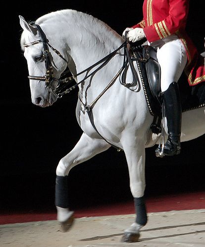 Lippizaner stallion Spanish Riding School Vienna, Therapeutic Horseback Riding, Lippizaner, Spanish Riding School, Horse Inspiration, Grey Horse, Dressage Horses, Horse Equestrian, Majestic Horse