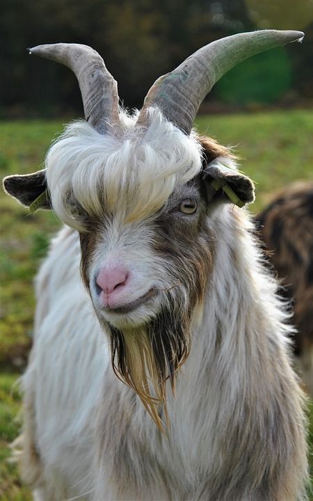 Goat Fursona, Animals With Antlers, Sheep Horns, Horned Animals, Animals With Horns, Small Goat, Goat Horns, Cute Goats, Big Animals