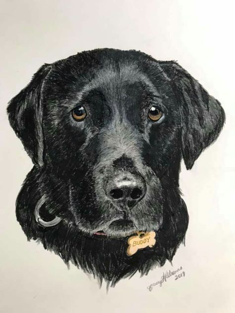 Portrait Colored Pencil, Modern Hand Embroidery Patterns, Portrait Embroidery, American Cocker Spaniel, Black Labrador Retriever, English Cocker, English Cocker Spaniel, Chickens And Roosters, Thread Painting