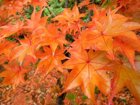 Japanese Maple - Hogyoku Japanese Maple Tree Varieties, Acer Garden, Maple Tree Landscape, Japanese Maple Varieties, Acer Trees, Coral Bark Japanese Maple, Japanese Red Maple, Thuja Green Giant, Japanese Maples