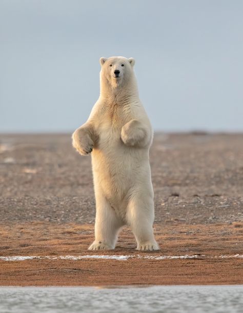 Standing Tall  Species: Polar Bear | Location: Kaktovik, United States Polar Bear Paw, Polar Bear Drawing, Mom Bear, Polar Bear Art, 5d Mark Iv, Bear Rug, Bear Drawing, Bear Nursery, Bear Photos