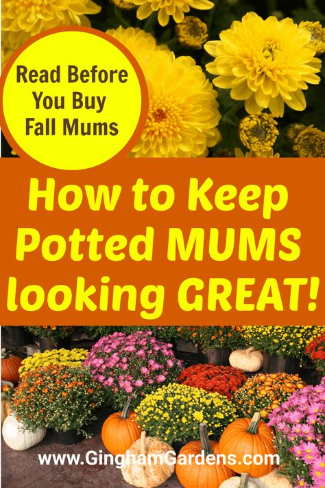 Mum Planters, Fall Flower Pots, Hardy Mums, Fall Pots, Potted Mums, Caring For Mums, Planting Mums, Fall Garden Decor, Garden Mum