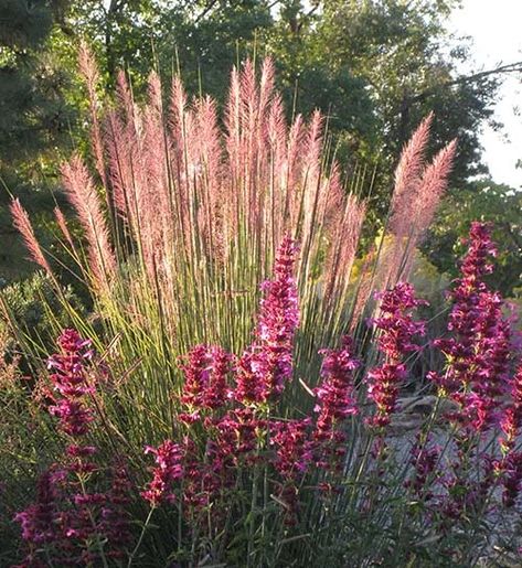 All About Agastache (Hummingbird Mint) | High Country Gardens Hummingbird Mint, Low Water Landscaping, Naturalistic Garden, High Country Gardens, Long Blooming Perennials, Waterwise Garden, Country Gardens, Drought Resistant, Grasses Garden