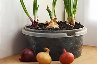 Learn How to Reduce Waste & Regrow Kitchen Scraps Onions In Containers, Planting Onion Sets, Foxglove Plant, Grow Onions, Green Onions Growing, Raspberry Bush, Growing Onions, Planting Onions, Steamed Asparagus