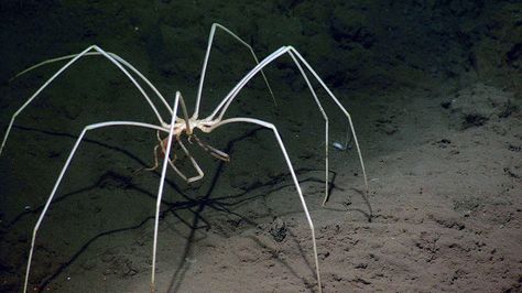 Sea Spider Giant Sea Spider, Sea Spider, North American Animals, Undersea World, Cool Bugs, Deep Sea Creatures, Underwater Photos, Wild Creatures, Arthropods