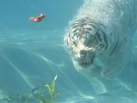 Breath Underwater, Pretty Animals, Animal Facts, Silly Animals, White Tiger, Big Cat, Silly Cats, Leopards, Silver Dollar