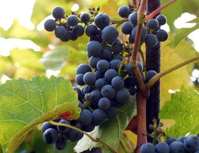 Valiant grapes are a fairly new variety of grape. They are a cross between Fredonia and a wild grape, Vitus riparia. The grapes are bright blue but produce a red wine. They are considered cold hardy and even grow in northern Canada. The grapes have low acid levels and high sugars. For wine making they need to stay on the vine a little longer than... Edible Perennials, Growing Wine Grapes, Grape Vine Trellis, Wine Making Recipes, Grapevine Growing, Grape Trellis, Grape Plant, Wine Magazine, Homemade Wine