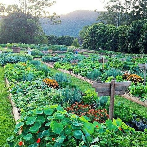 Dreams for the garden corner. Bench Garden, Vegetable Garden Planner, Garden Plots, Potager Garden, Plants Growing, Garden Planner, Garden Types, Have Inspiration, Vegetable Garden Design