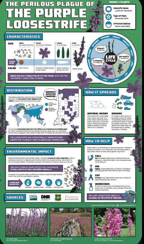 Scientific Infographic Design, Invasive Species Poster, Research Poster Design Layout, Infographics Design Layout, Poster Design Ideas School Project, Posters Purple, Scientific Poster Design, Academic Poster, Purple Loosestrife