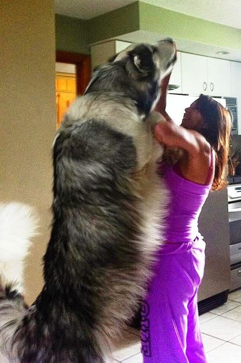 Giant alaskan Malamute - They aren't kidding about the Giant part Giant Alaskan Malamute, Huge Dogs, Giant Dogs, Alaskan Malamute, Large Animals, Big Dogs, Large Dogs, 귀여운 동물, Beautiful Dogs