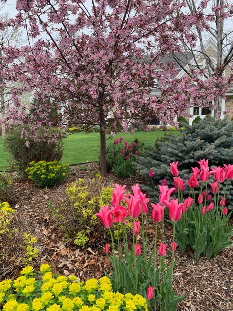 Colorado Landscaping, Euphorbia Polychroma, Colorado Gardening, Colorado Garden, Englewood Colorado, Border Garden, Purple Flowering Plants, Picea Pungens, Landscaping Around Trees