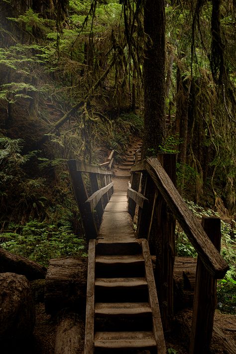 Hoh rainforest Rainforest Cabin Aesthetic, Hoh Rainforest Washington Photography, Rainforest Wallpaper Iphone, Aesthetic Rainforest, Alaska Rainforest, Magical Rainforest, Dark Rainforest, Hoh Rainforest Washington, Rainforest Aesthetic