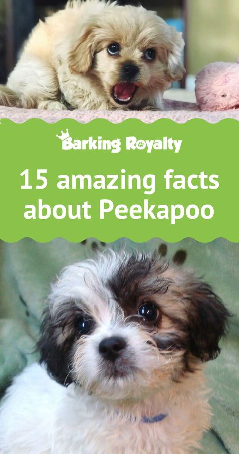 The Peekapoo is one of those breeds that will leave you speechless once you see their determination to guard you regardless of their size. Read on discover 15 facts on why this breed has so much bravery in his heart.  #peekapoo #dog #dogs #dogbreeds Peek A Poo Dog, Pekapoo Dog, Peekapoo Puppies, Peekapoo Dog, Peek A Poo, Lop Bunnies, Puppy Facts, Dogs Big, Puppies Near Me