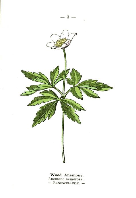 Anemone Drawing, Wood Drawing, Wood Anemone, Sunflower Leaves, Marine Plants, Woodland Flowers, Drawing Tattoo, Leaf Illustration, Vintage Illustrations