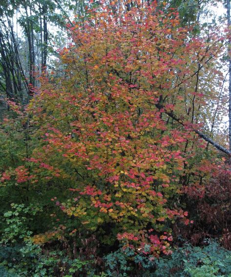 Acer Circinatum Vine Maple, Vine Maple Landscaping, Vine Maple Tree, Acer Circinatum, Backyard Ecosystem, Vine Maple, Bonsai Inspiration, Year Round Flowers, Round Flowers