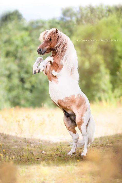 Falabella: Bonsai. Angelina Peekel -Photography, Germany Falabella Horse, Pinto Horses, All Horse Breeds, Pony Breeds, Pinto Horse, Horse Riding Clothes, Pony Horse, Miniature Horse, Equestrian Life