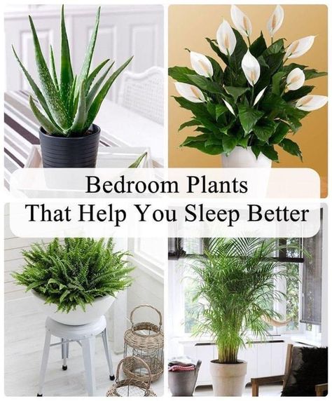 Best Plants For Bedroom, Wal Art, Household Plants, Inside Plants, Best Indoor Plants, Bedroom Plants, Spider Plants, House Plants Indoor, Sleep Better