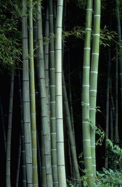 Raised Garden Beds Cinder Blocks, Chinese Medicine Diet, Bamboo Forest Kyoto, Medicine Aesthetic, Tcm Traditional Chinese Medicine, Medicine Garden, Bamboo Grove, Bamboo Forest, Liver Health