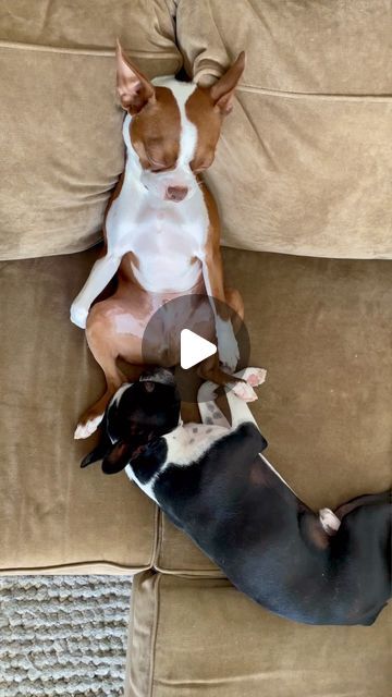 Unusual Animal Friendships, Animals Friendship, Unusual Animals, Funny Dog Videos, Funny Posts, Pitbull, To Sleep, Make You Smile, Funny Dogs