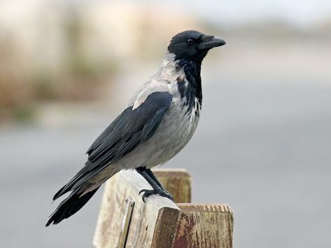 Hooded Crow, Head Wings, Carrion Crow, List Of Birds, Maned Wolf, American Crow, Jackdaw, Crows Ravens, Rug Art