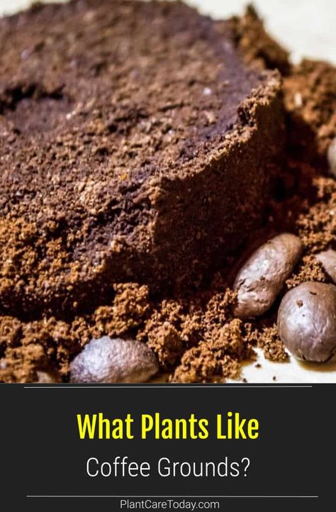 Use coffee grinds as a soil amendment for acid-loving plants. Which plants like used coffee grounds? Remember, before brewing, grounds of coffee contain more acid as well as caffeine. Making Soil More Acidic, How To Make Soil More Acidic, Coffee Water For Plants, How To Use Coffee Grounds In The Garden, Plants That Like Coffee Grounds, Which Plants Like Coffee Grounds, Plants That Love Coffee Grounds, What Plants Like Coffee Grounds, Coffee For Plants