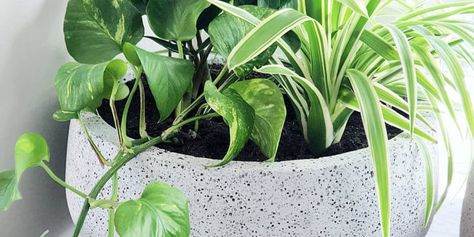 Perfect Combination: Houseplants That Can Be Planted Together and Pairings To Avoid - Plants Spark Joy Snake Plant Combinations, Indoor Plant Combinations, Plant Pairings, Identify Plant, Chinese Evergreen, Fiddle Leaf, Fiddle Leaf Fig, Growing Tomatoes, Plant Combinations