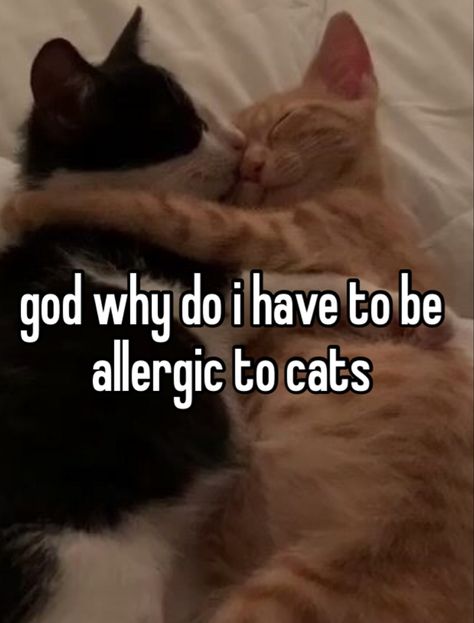 Allergic To Cats, Church Family, Owning A Cat, When You Love, Dear Diary, Funny Cats, Funny, Quick Saves