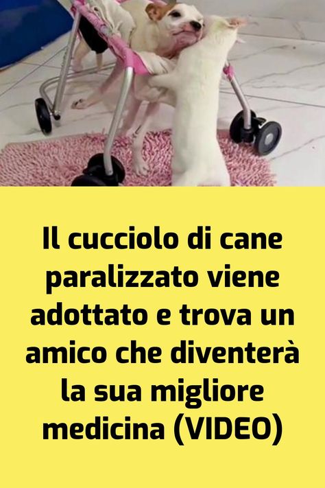 Contrariamente alla convinzione che cani e gatti non possano andare d’accordo, la realtà spesso ci regala storie che sfatano questo mito. Come genitori di animali… L'articolo Il cucciolo di cane paralizzato viene adottato e trova un amico che diventerà la sua migliore medicina (VIDEO) proviene da il mio cane è Leggenda .