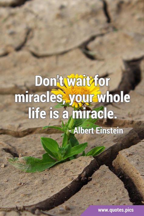 Don't wait for miracles, your whole life is a miracle. #Life #Miracle Miracle Quotes, Positive Attitude Quotes, Quotes Pics, Wise Man, Random Quotes, Life Video, A Miracle, Positive Attitude, Albert Einstein