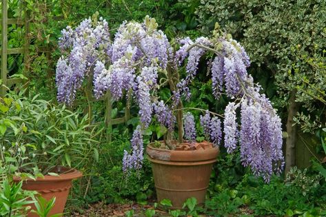 How To Grow Wisteria - gardenersworld.com - gardenersworld.com Very Small Garden Ideas, Wisteria Plant, Tattoo Plant, Budget Garden, Garden Shrubs, Patio Plants, The Secret Garden, Gorgeous Gardens, Garden Cottage