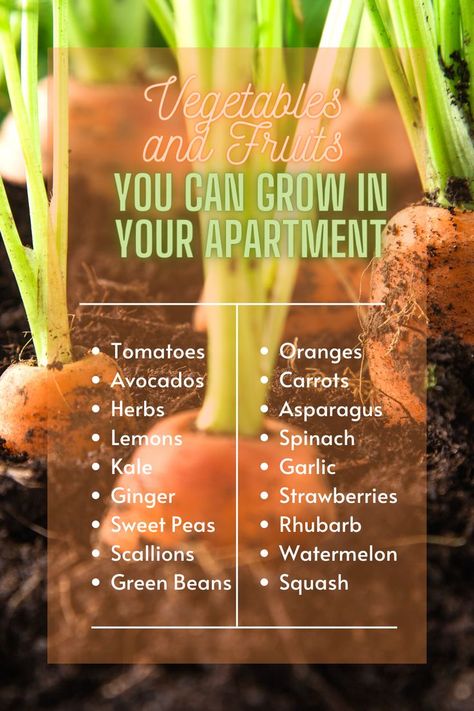 Vegetables and Fruits You can Grow in Your Apartment Foods You Can Grow Indoors, Growing Produce Indoors, Apartment Gardens, Apartment Homesteading, Apartment Vegetable Garden, Backyard Herb Garden, Growing Crops, Growing Vegetables Indoors, Growing Food Indoors