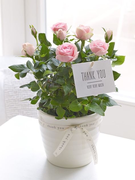 Thank you so much for following me...Lisa 💗 Plant Thank You Gifts, Flower Pot Gift Ideas, Pink Plant Pot, Outdoor Potted Plants, Flower Arrangements Bouquets, Thank You Flowers, Flower Pot Design, Rose Plant, Plant Delivery