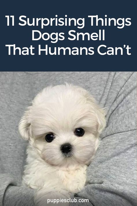 11-surprising-things-dogs-smell-that-humans-cant Fun Facts About Dogs, Dog Fails, Dog Smells, Dog Health Tips, Helpful Things, Dog Training Advice, Dog Information, Best Dog Training, Train Your Dog