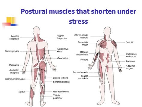 Breathing Benefits, Belly Breathing, Diaphragmatic Breathing, Stomach Muscles, Parasympathetic Nervous System, Biceps And Triceps, Restorative Sleep, Poor Posture, Breathing Techniques